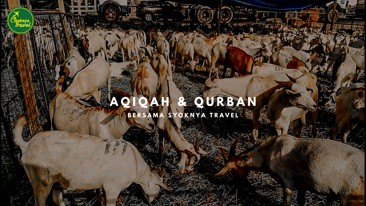 AQIQAH & QURBAn