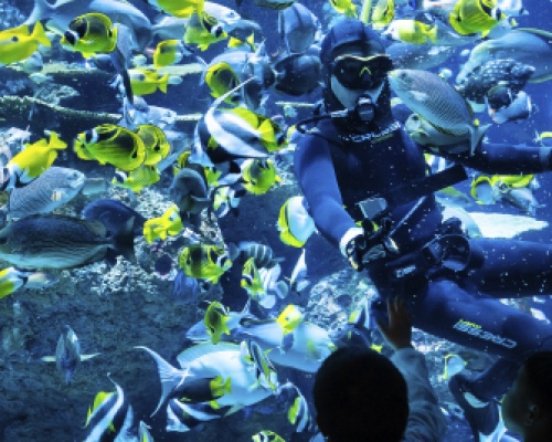 Dive Feeding at SEA Aquarium Coral Garden 550x268px MLP2222
