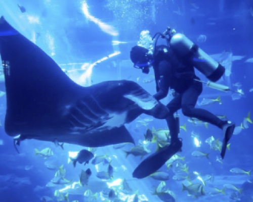 Meet the Mantas at SEA Aquarium 550x268px MLP2222