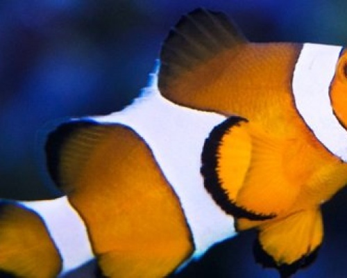 SEA-Aquarium-Marine-Animals-Clownfish 550x268px