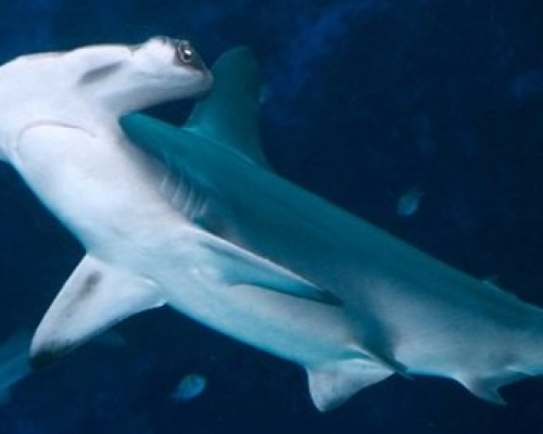 SEA-Aquarium-Marine-Animals-Hammerhead-Shark 550x268px