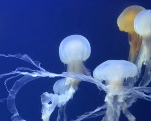 SEA-Aquarium-Marine-Animals-Sea-Nettle 550x268px