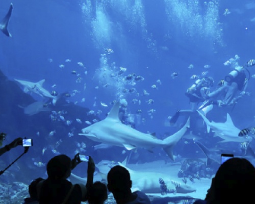 Sensational Sharks at Sea Aquarium 550x268px MLP2222