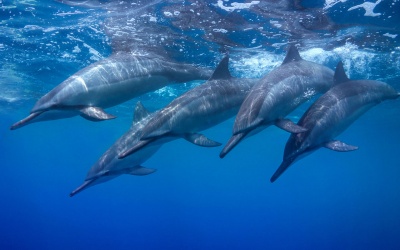 dolphin-mal